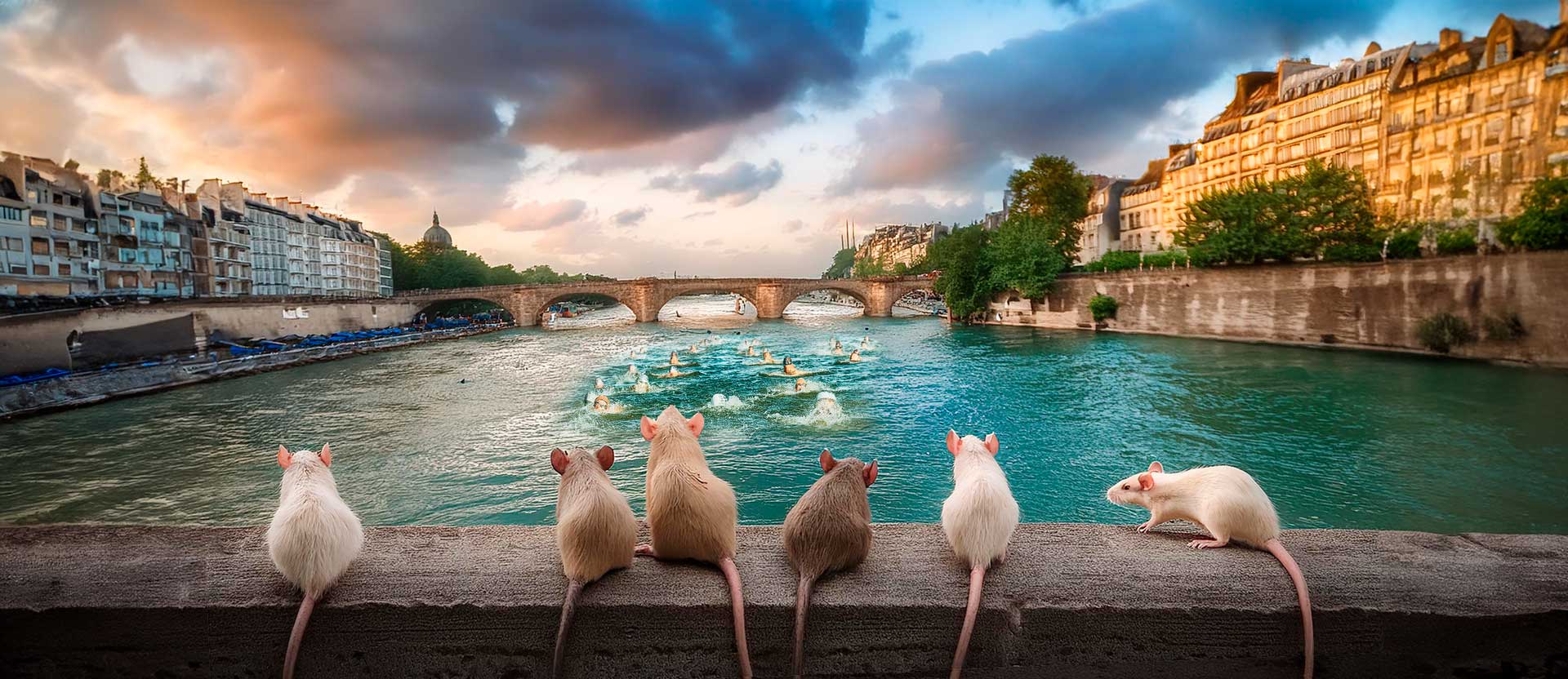 Schwimmen in der Seine